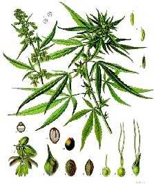 Cannabis und Schwere der Schizophrenie