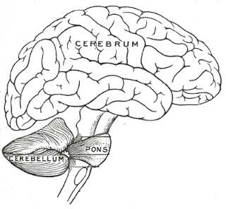 cerebellum-pons