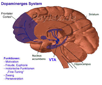 Dopaminerges System an Sucht beteiligt