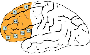 dorsolateraler-praefrontaler-cortex