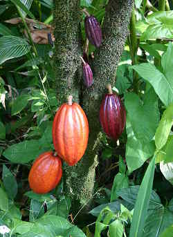 Kakao in verschiedenen Stadien auf Hawaii