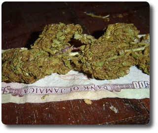 marihuana-jamaika-ganja
