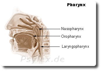 pharynx