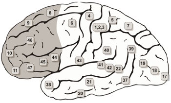 praefrontaler-cortex