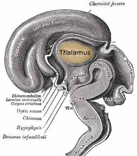 thalamus